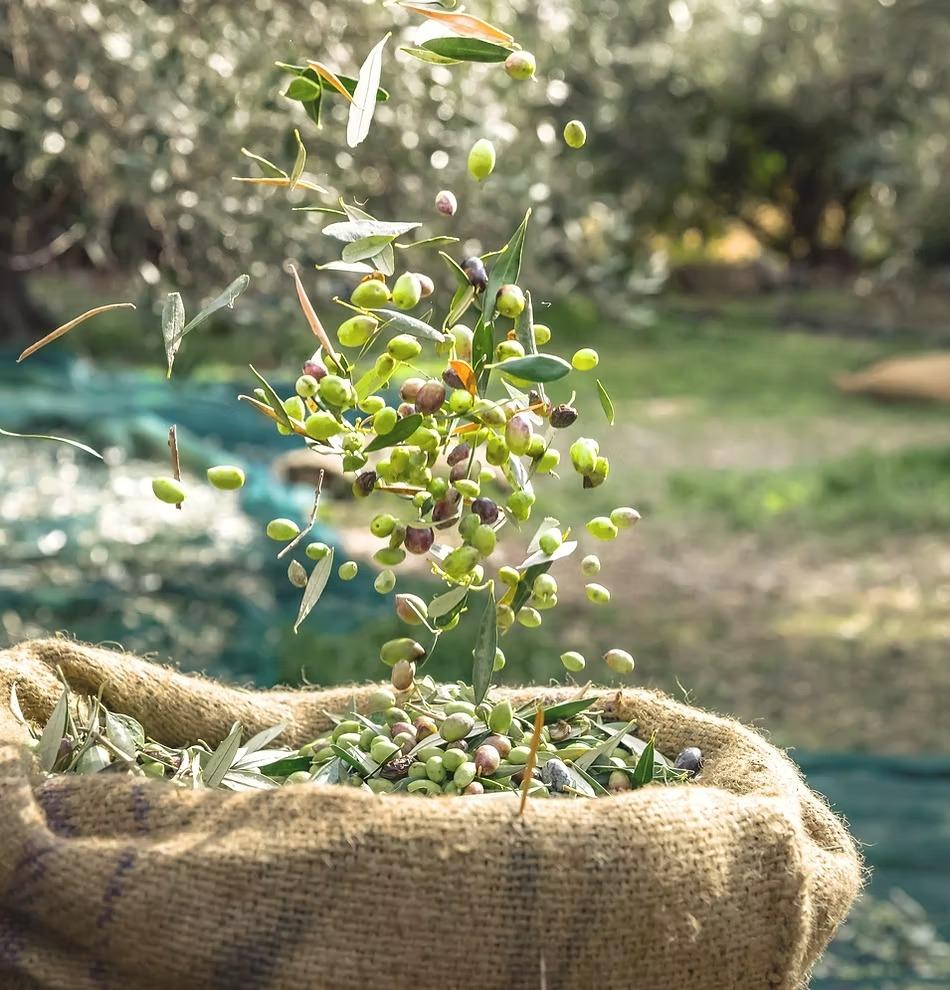 gallery image 1 of Exclusive Organic Estate & Olive Farm, Murcia