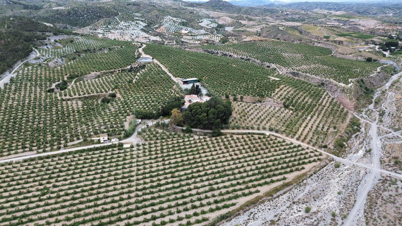 Элитное био-поместье и оливковая ферма, Мурсия